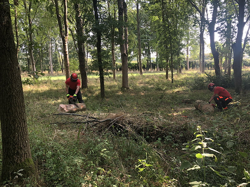 How to train to become a tree Surgeon 1