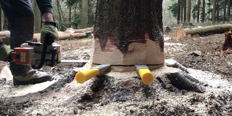 Tree Surgeon Training Courses 3 Medium Tree Felling crop